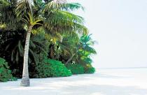 Отель BIYADHOO ISLAND RESORT 3 * (Мальдивы) Отель BIYADHOO ISLAND RESORT 3 * (Мальдивы)