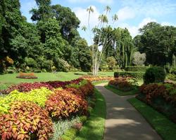 Королевский Ботанический Сад, достопримечательности Шри-Ланки