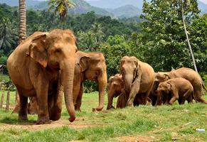 Слоновий питомник, достопримечательности Шри-Ланки