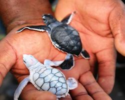 Черепаховая ферма, достопримечательности Шри-Ланки