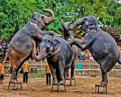 Зоопарк в Коломбо, достопримечательности Шри-Ланки